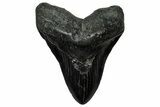 Huge Fossil Megalodon Tooth - South Carolina #333685-1